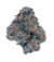 Apple Scotti