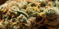 Cannabis strains and effects