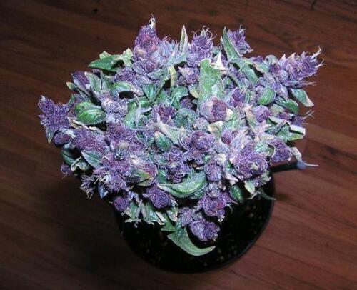 La science derrière les plantes de cannabis devenant violettes